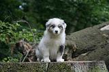 BERGER AUSTRALIEN PUPPIES 840